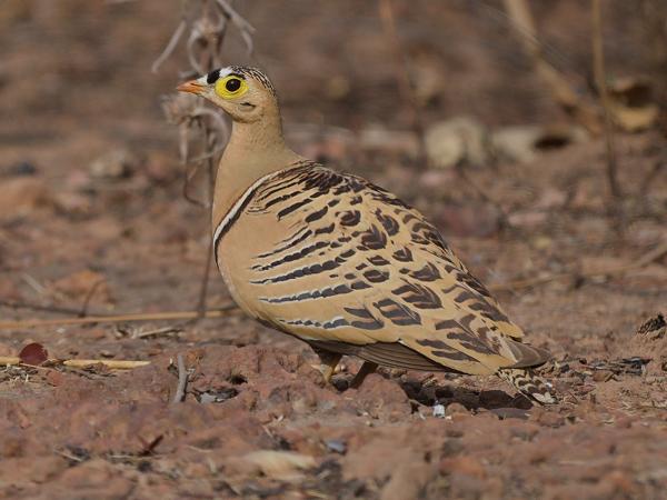 <h3><a href="/trips/gambia/biota/animalia/chordata/aves/025 pterocliformes/001 pteroclidae/pterocles quadricinctus/pterocles quadricinctus-nl.html">Pterocles&nbsp;quadricinctus</a> / Four‑banded&nbsp;sandgrouse / Vierbandzandhoen</h3>OM-1 Mark II met OLYMPUS M.150-400mm F4.5, 1/2000 sec  bij F4.5, ISO 320, afstand 17.6&nbsp;m